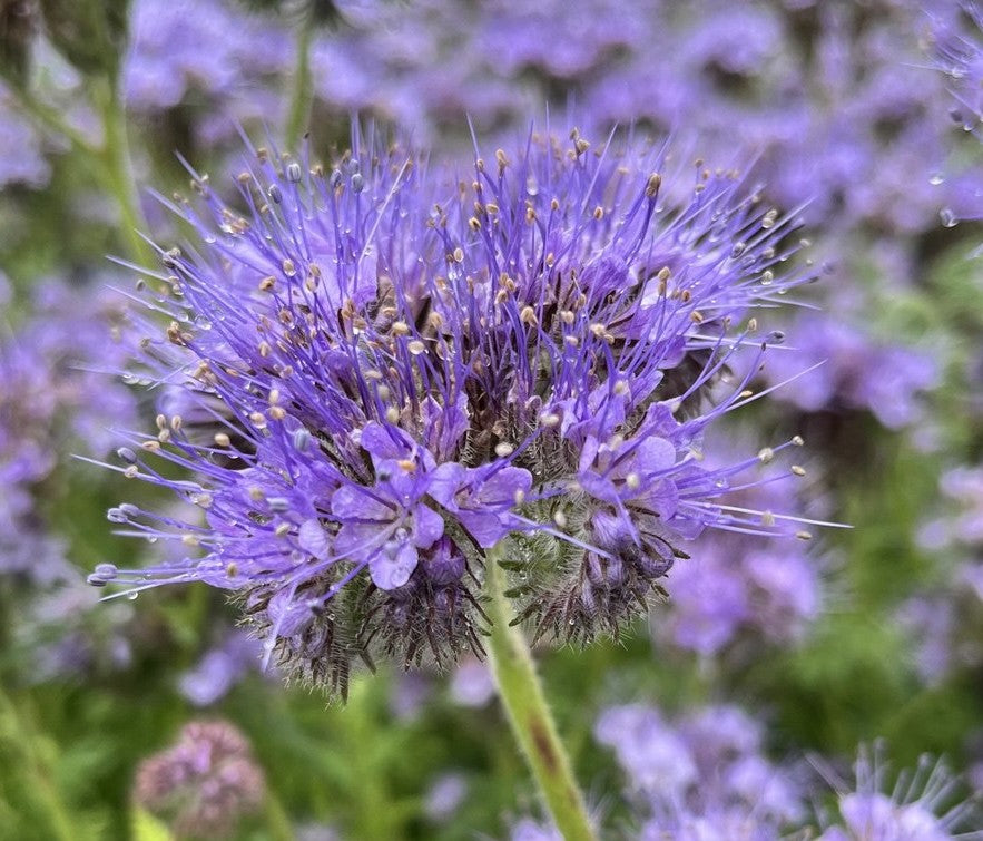 Büschelschön / Bienenfreund