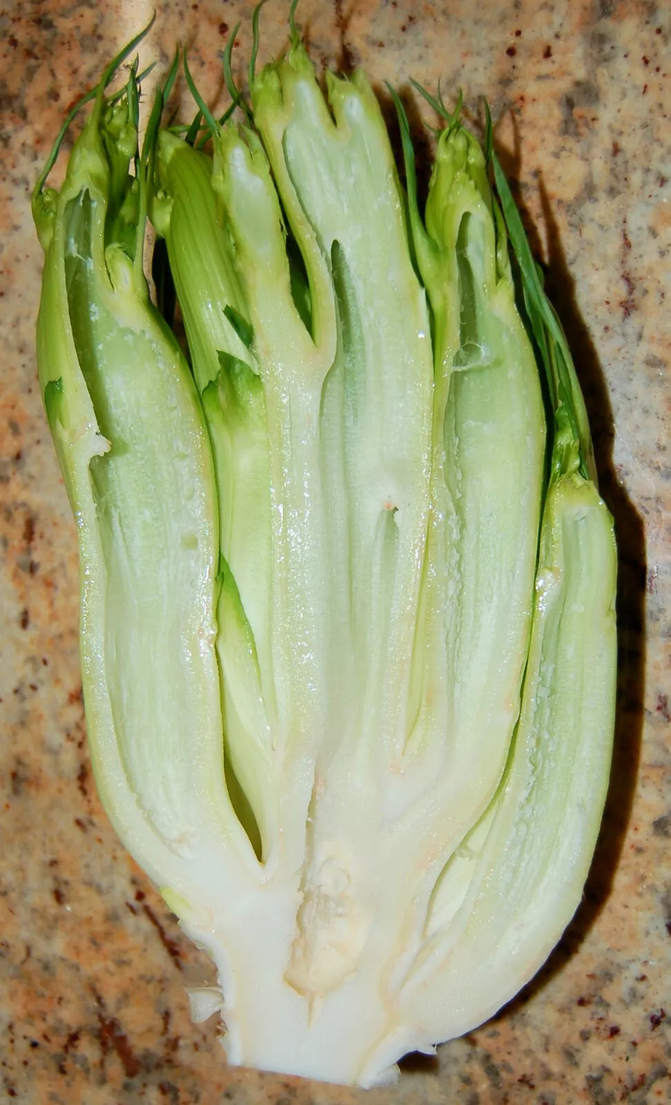 Puntarelle Spargelchicorée