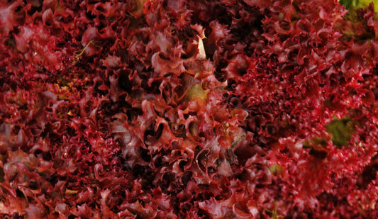 Pflücksalat „Red Salat Bowl“