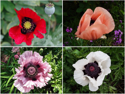 Türkischer Riesenmohn Mix (Staudenmohn)