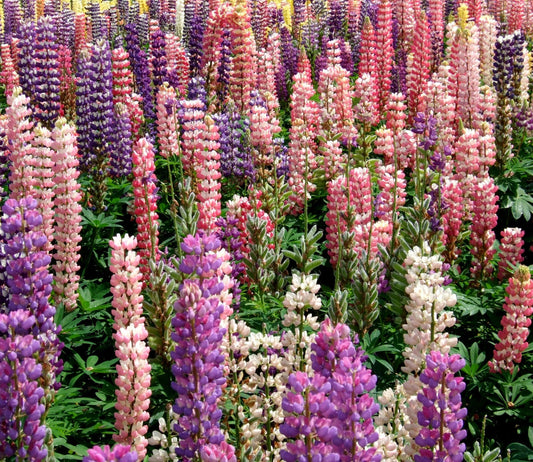 Gartenlupine bunter Mix