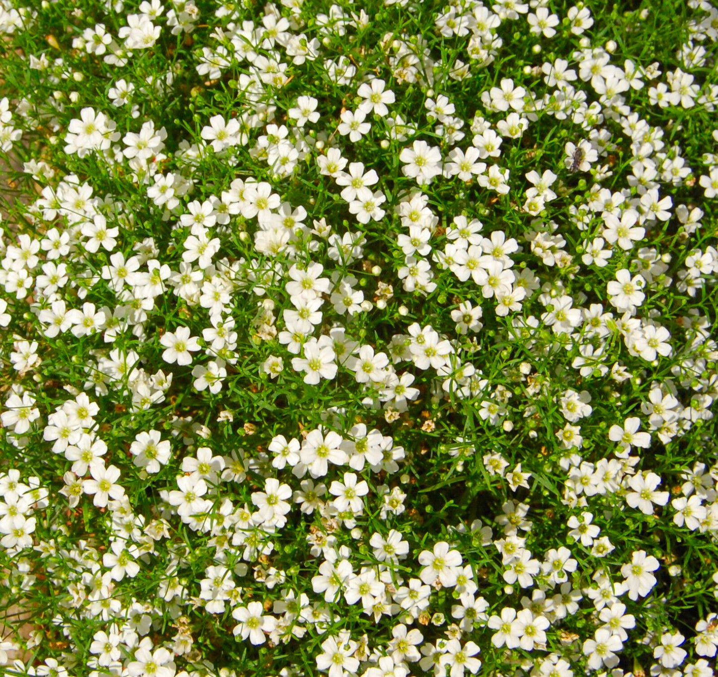 Teppich-Schleierkraut weiß