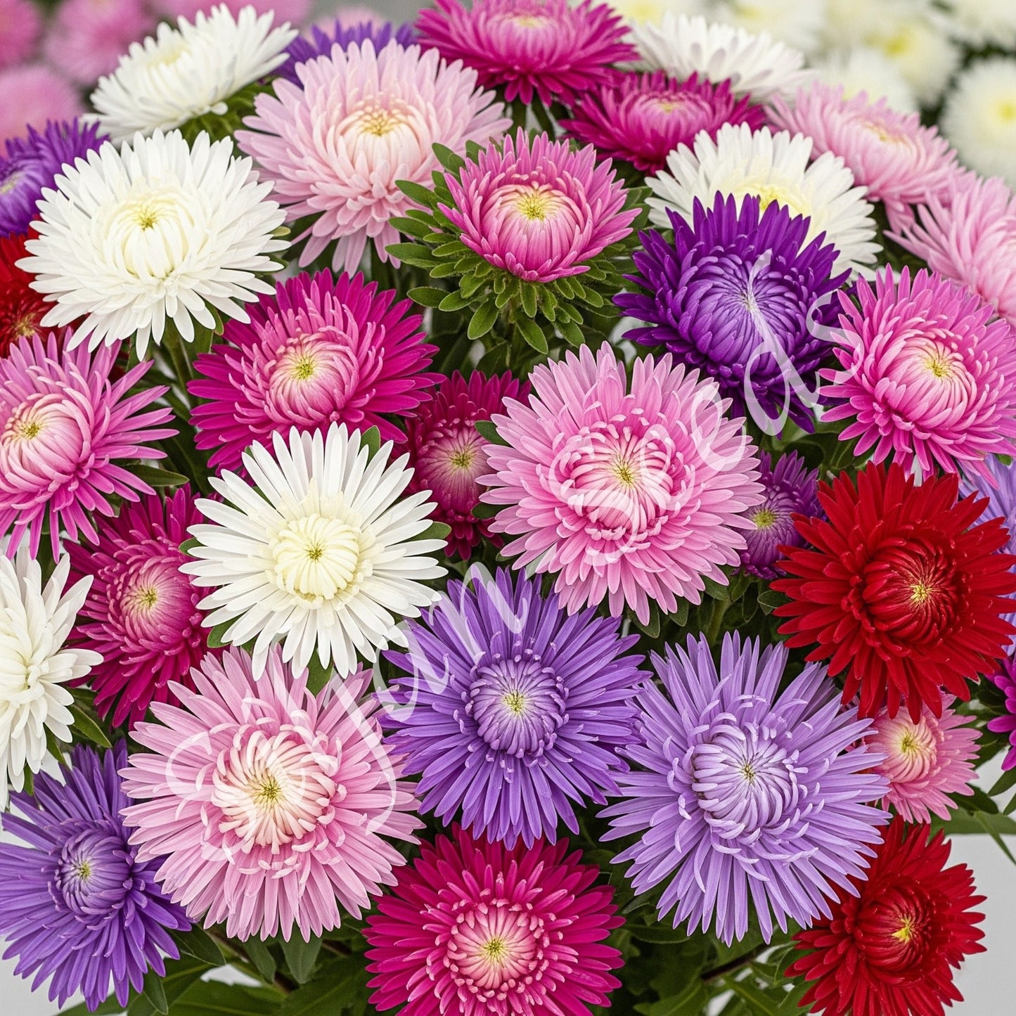 Sommeraster Mischung