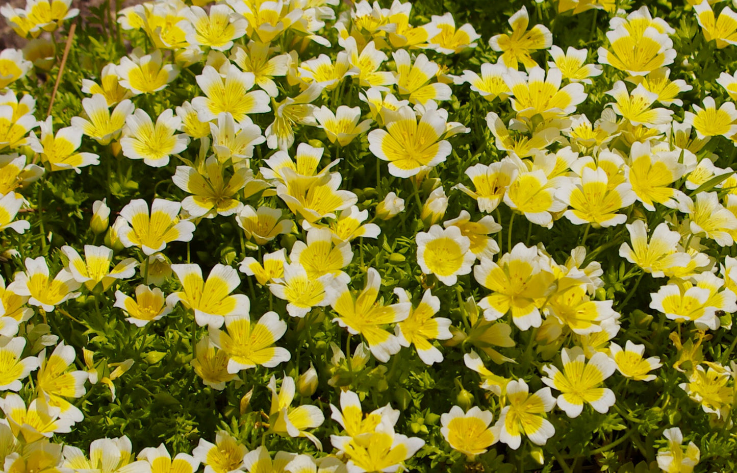 Spiegeleiblume