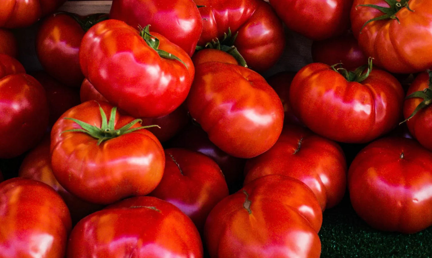 Tomate „Costoluto genovese“