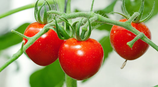 Tomate „Rotkäppchen“