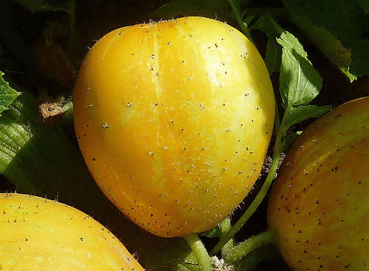 Zitronengurke "Crystal Lemon"