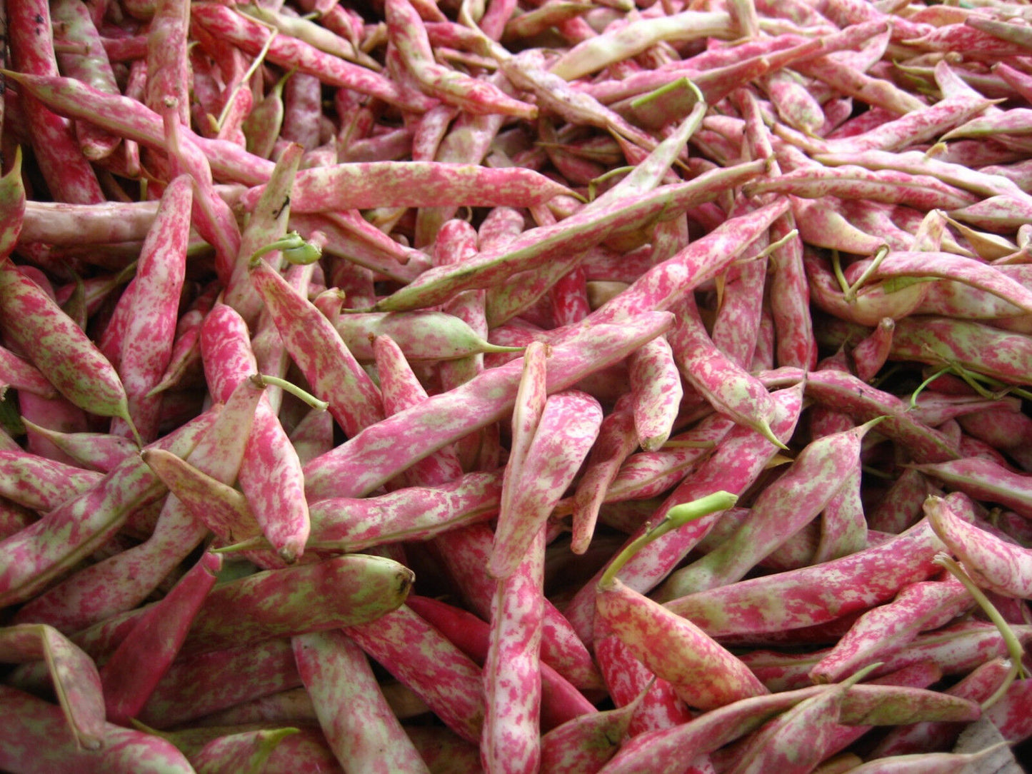 Borlotti-Bohne