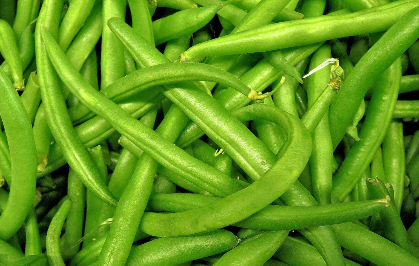 Grüne Buschbohne Nautica - Phaseolus vulgaris