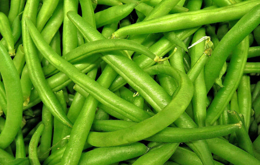 Grüne Buschbohne Nautica - Phaseolus vulgaris