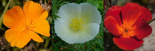 Kalifornischer Mohn-Mix