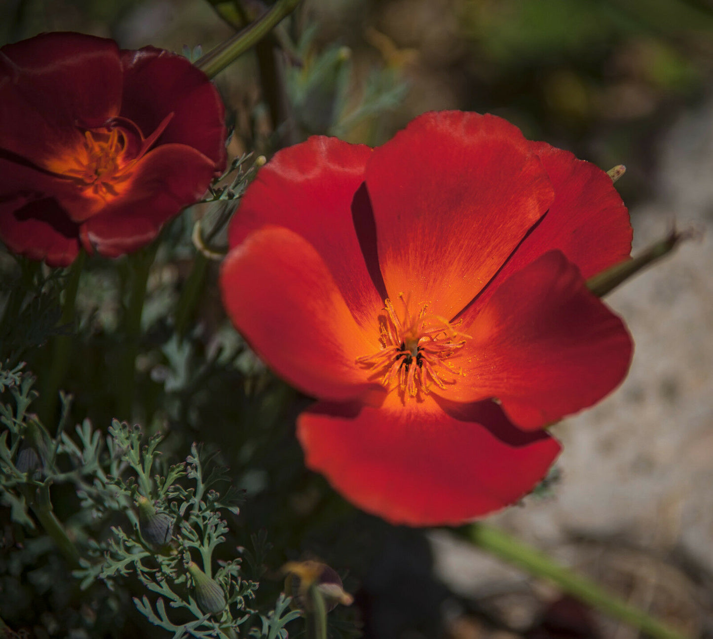 Kalifornischer Mohn rot