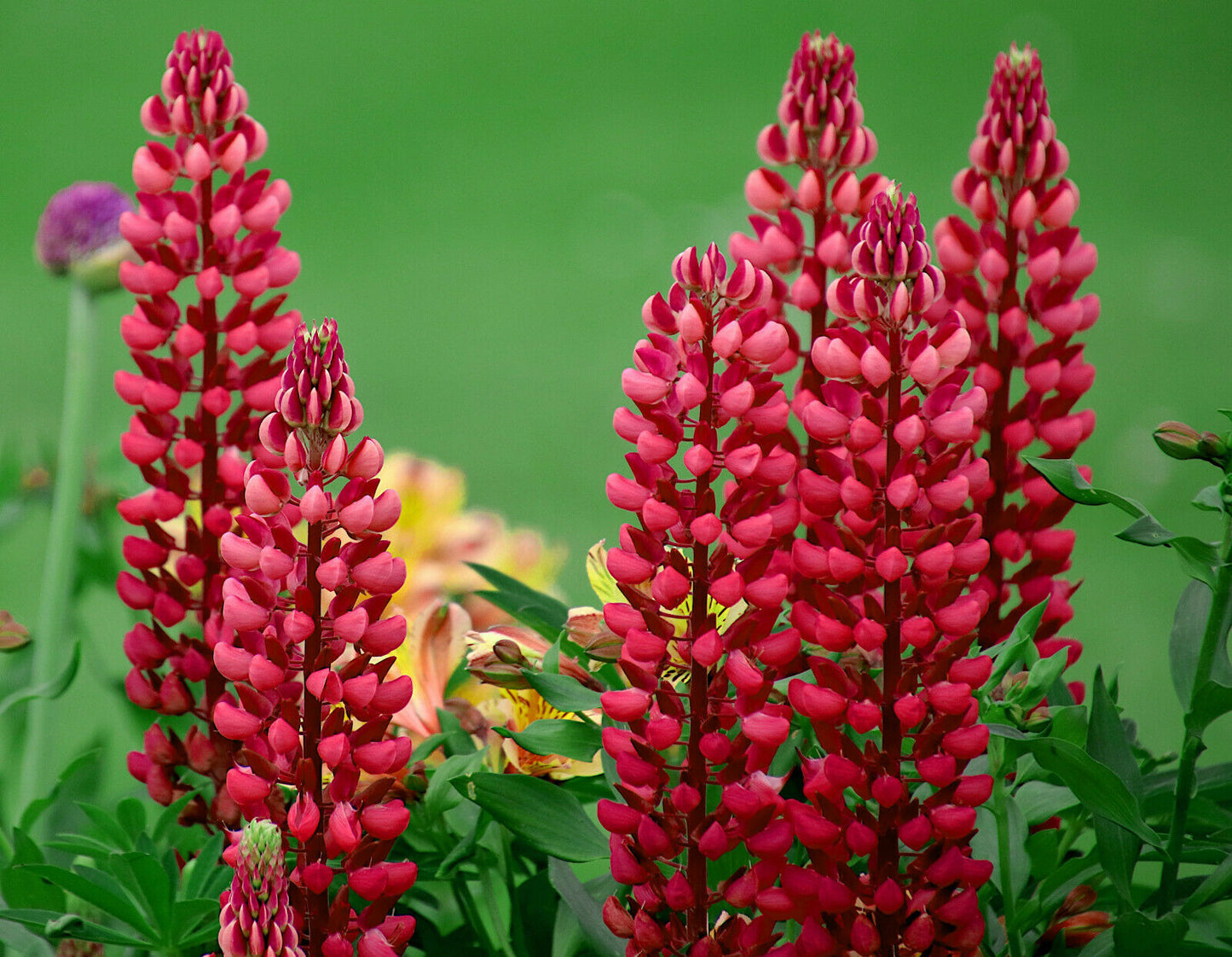 Rote Gartenlupine