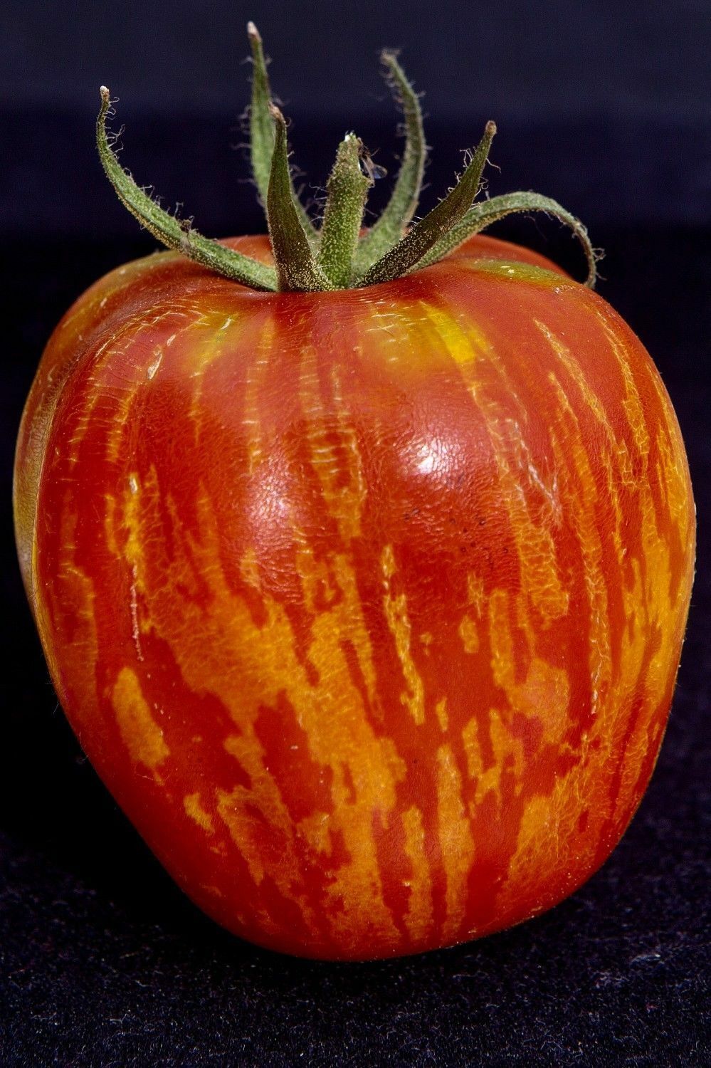 Tomate Tigerella rot-gelb gestreift