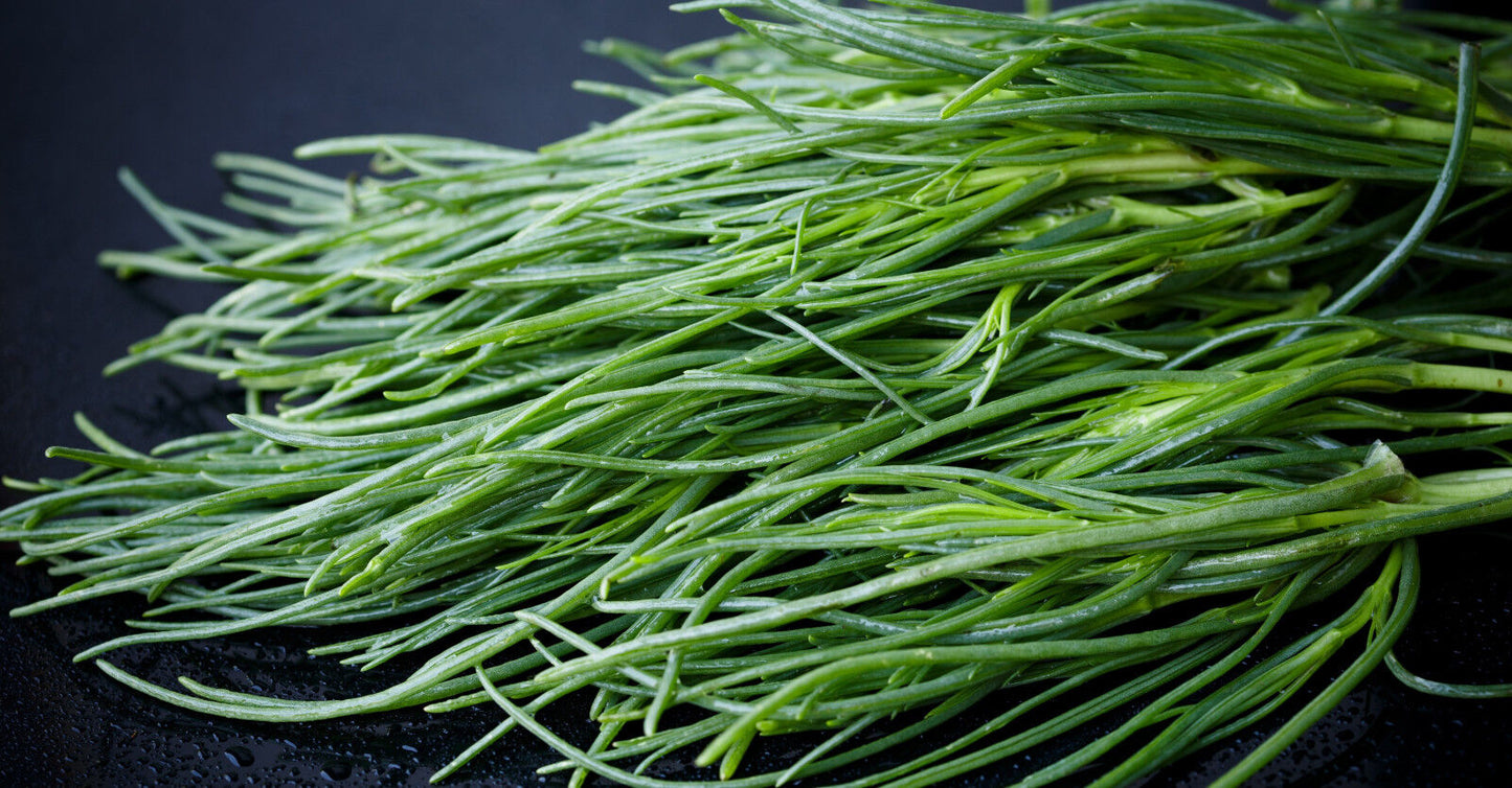 Agretti / Salzkraut