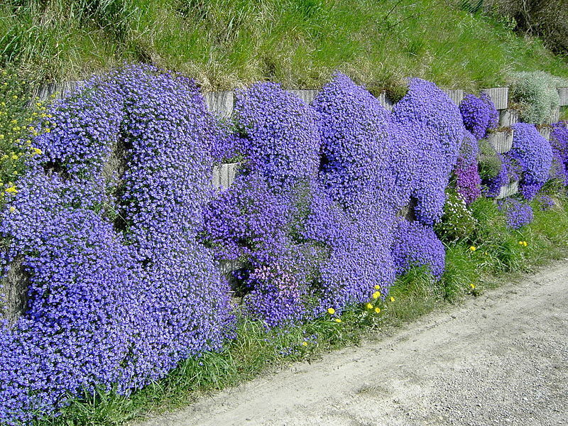 Blaukissen violett