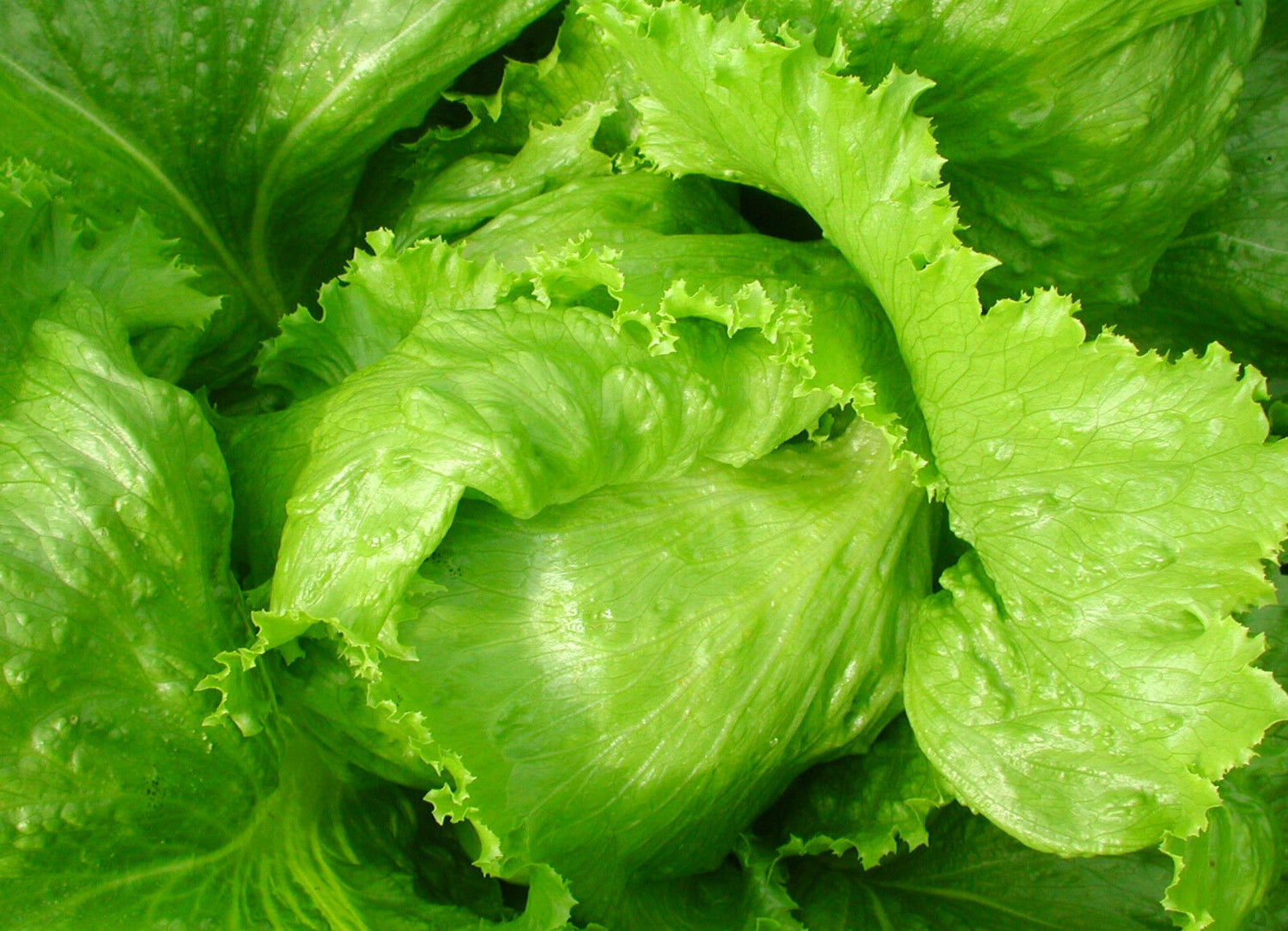 Eisbergsalat Regina dei Ghiacci – Siljan Seeds Eisbergsalat Regina dei Ghiacci – Siljan Seeds