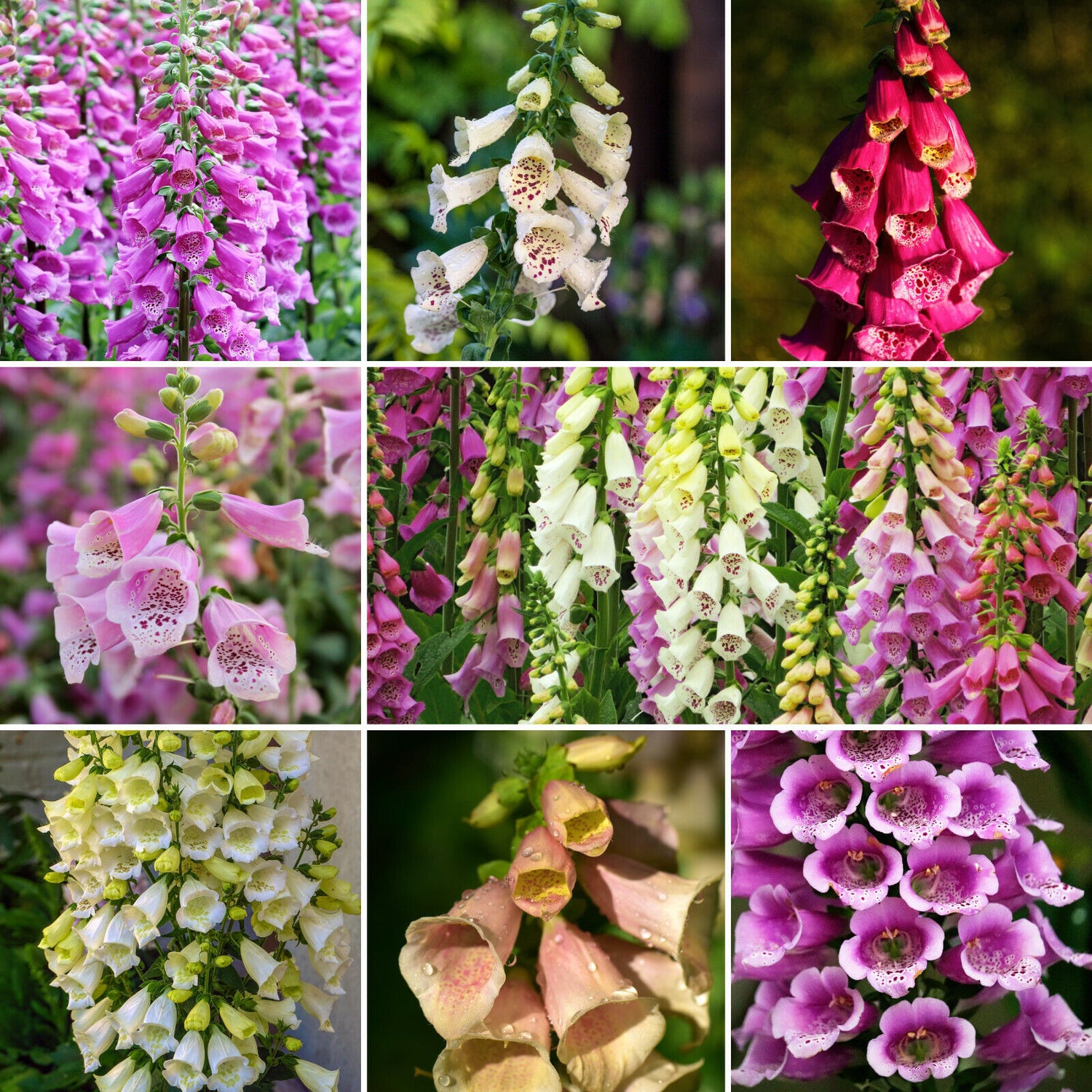 Fingerhut Mix (Digitalis purpurea) Samen kaufen Siljan Seeds