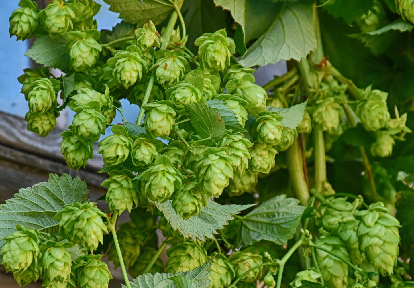 Echter Hopfen