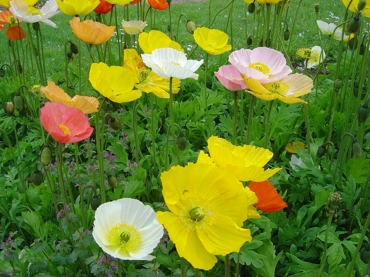 Islandmohn