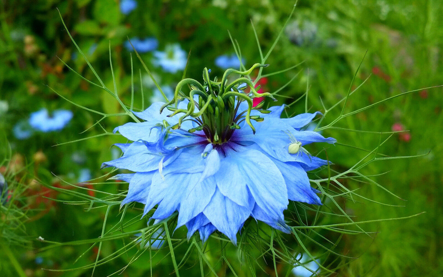 Jungfer im Grünen blau "Miss Jekyll"