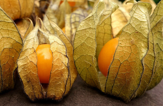 Kapstachelbeere - Physalis peruviana