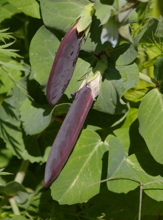 Kapuzinererbse  'Blauwschokker'