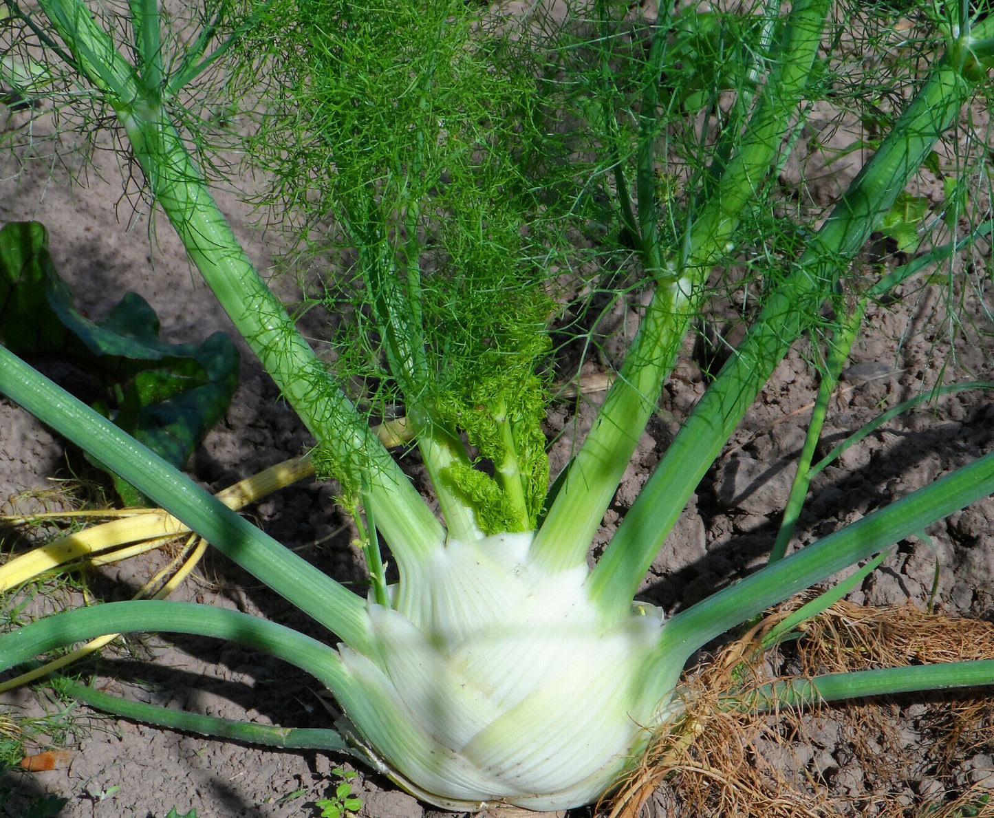 Knollenfenchel