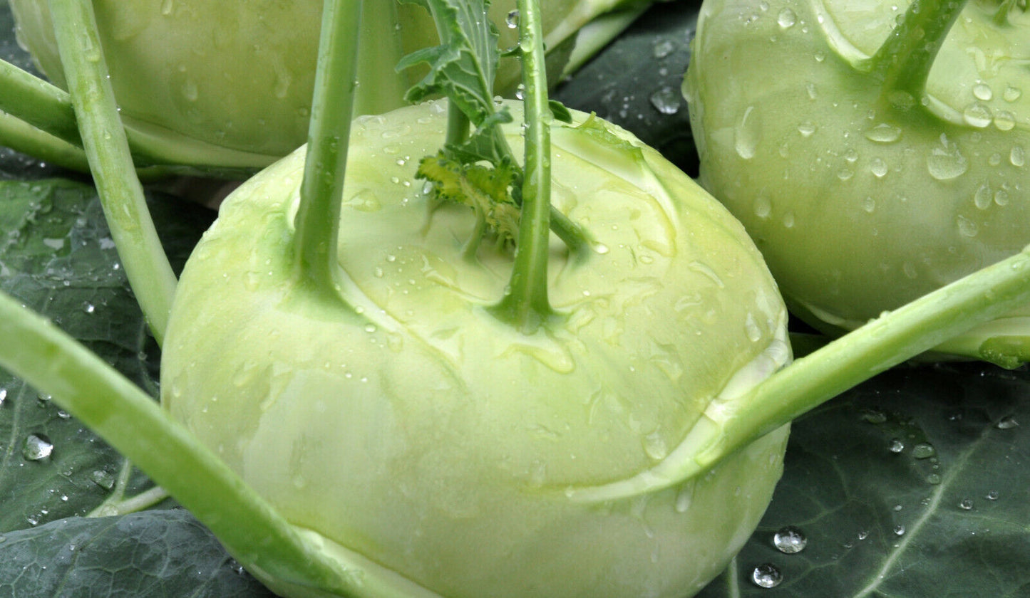 Weißer Kohlrabi - Superschmelz