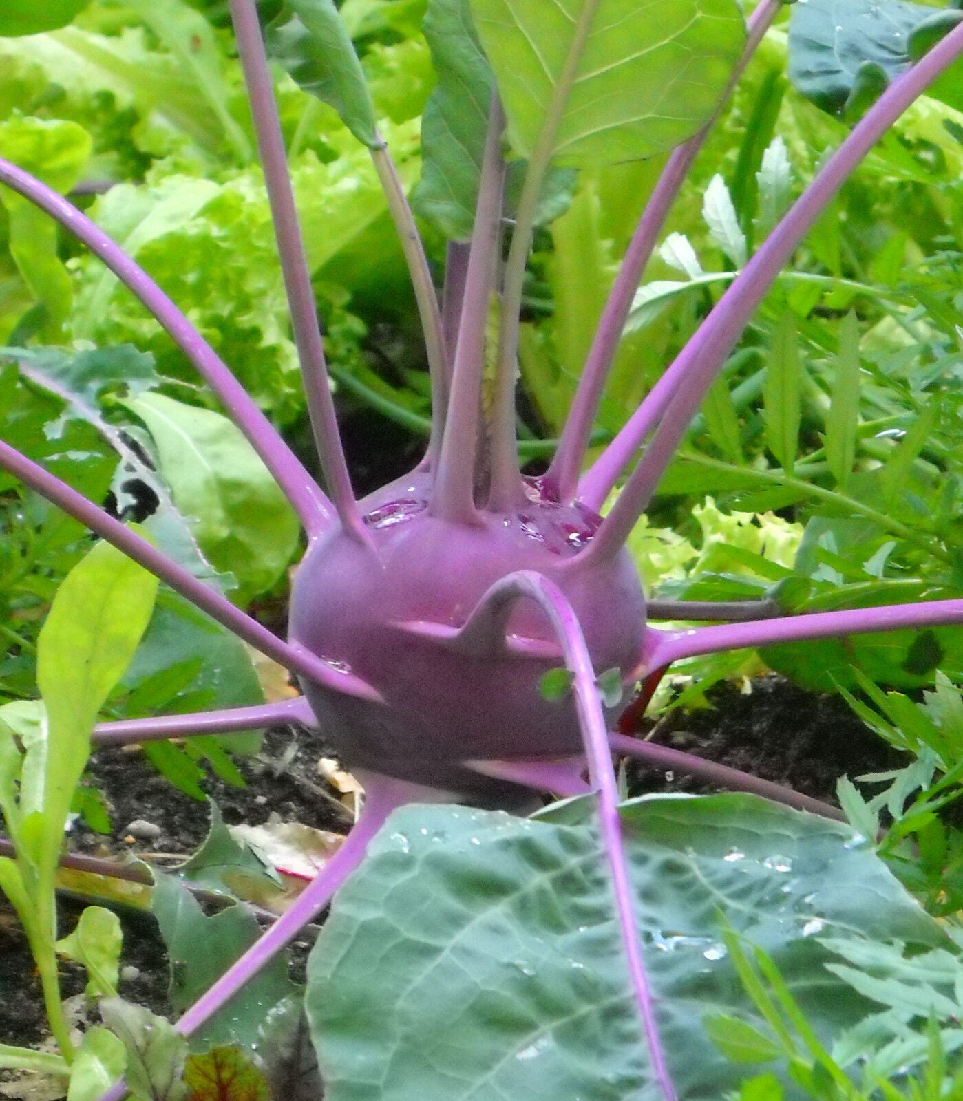 Kohlrabi violett