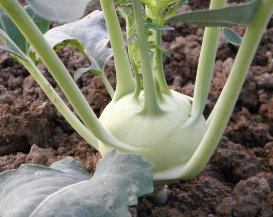 Weißer Kohlrabi