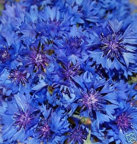 Kornblume Blauer Junge