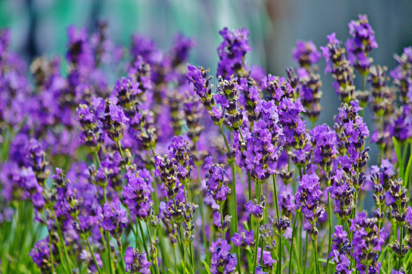 Echter Lavendel