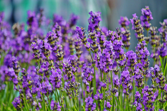 Echter Lavendel