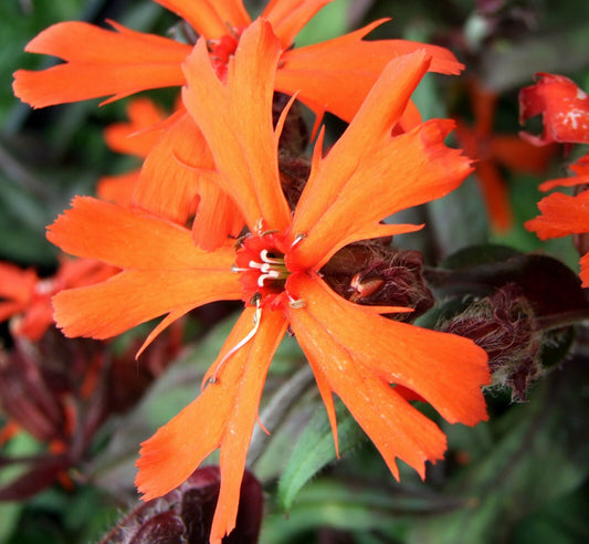 Lichtnelke orange-rot