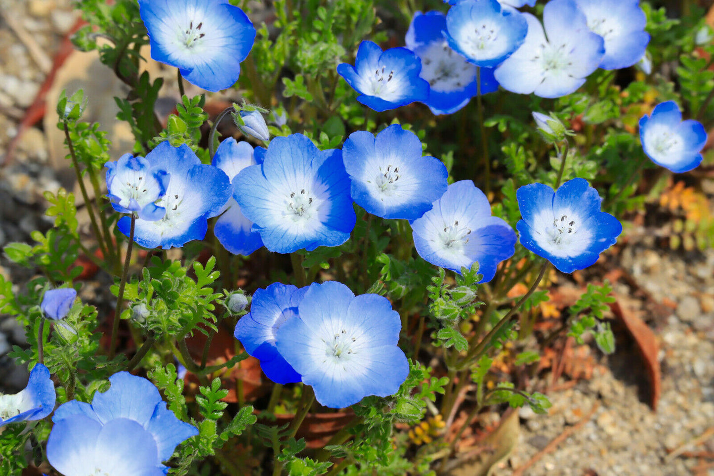 Liebeshainblume