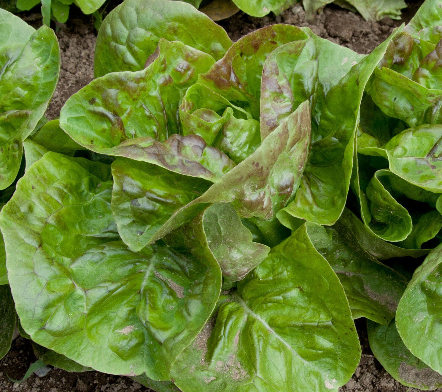 Kopfsalat Maikönig