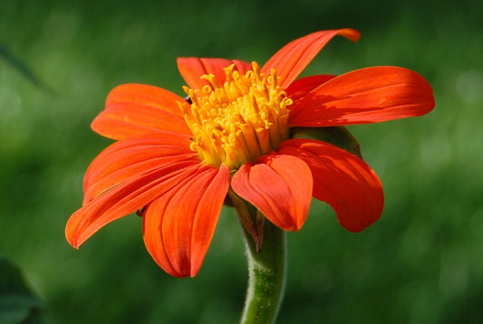 Mexikanische Sonnenblume