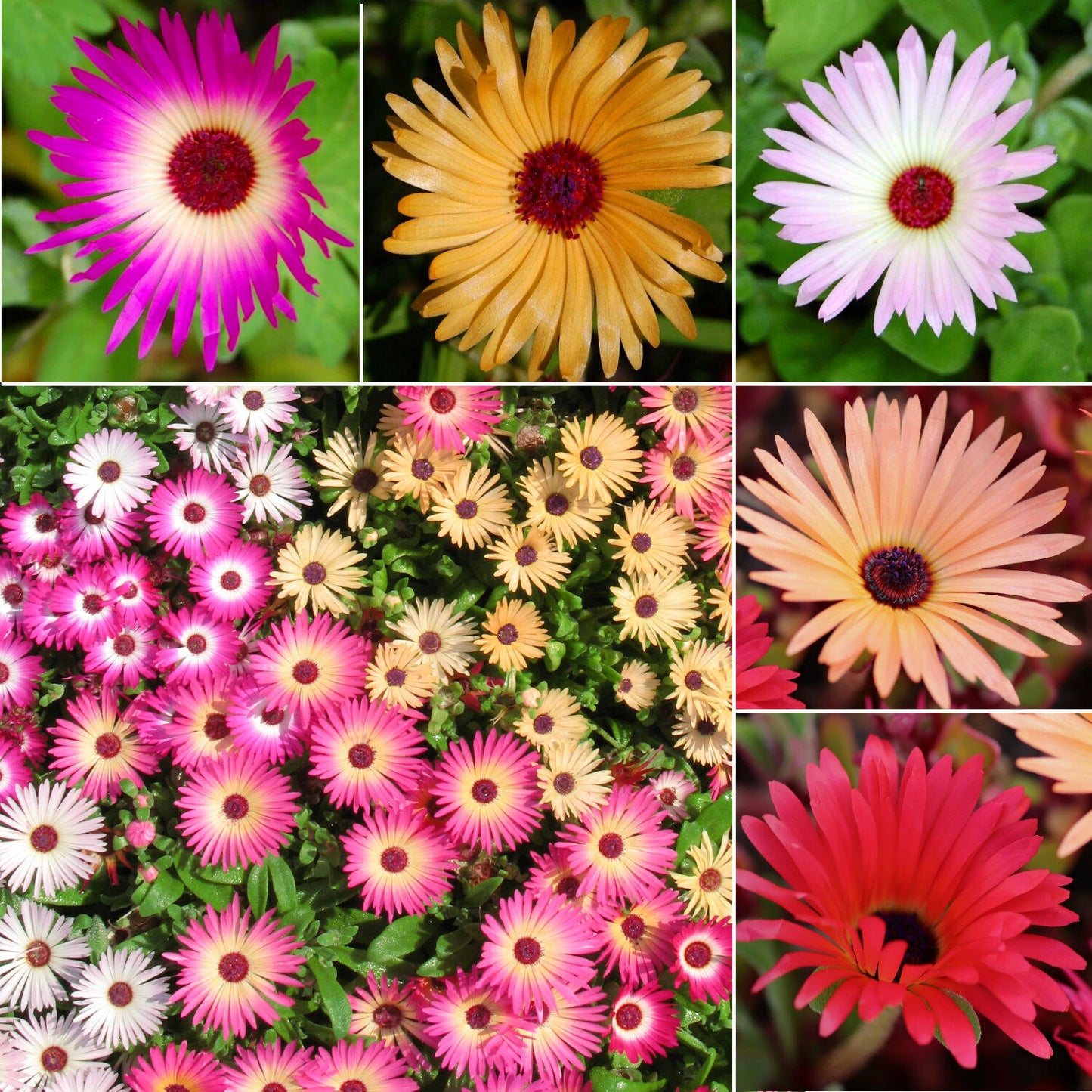 Mittagsblume bunter Mix
