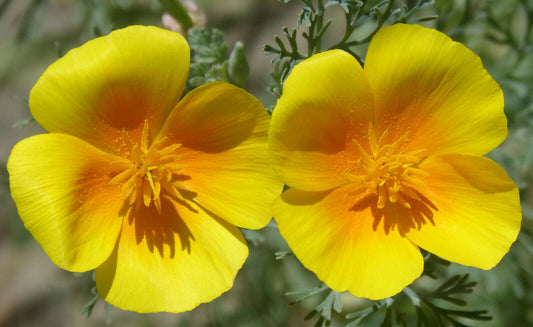 Kalifornischer Mohn gelb