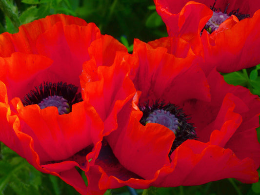 Türkischer Riesenmohn rot (Staudenmohn)