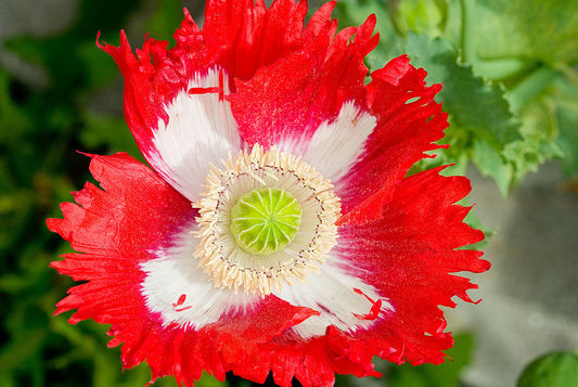 Mohn rot-weiß "Danish Flag"