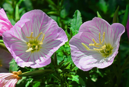 Teppich Nachtkerze rosa