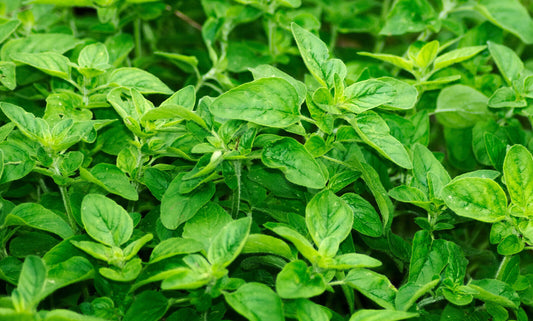 Griechischer Oregano