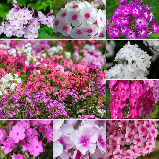 Phlox Sommerphlox