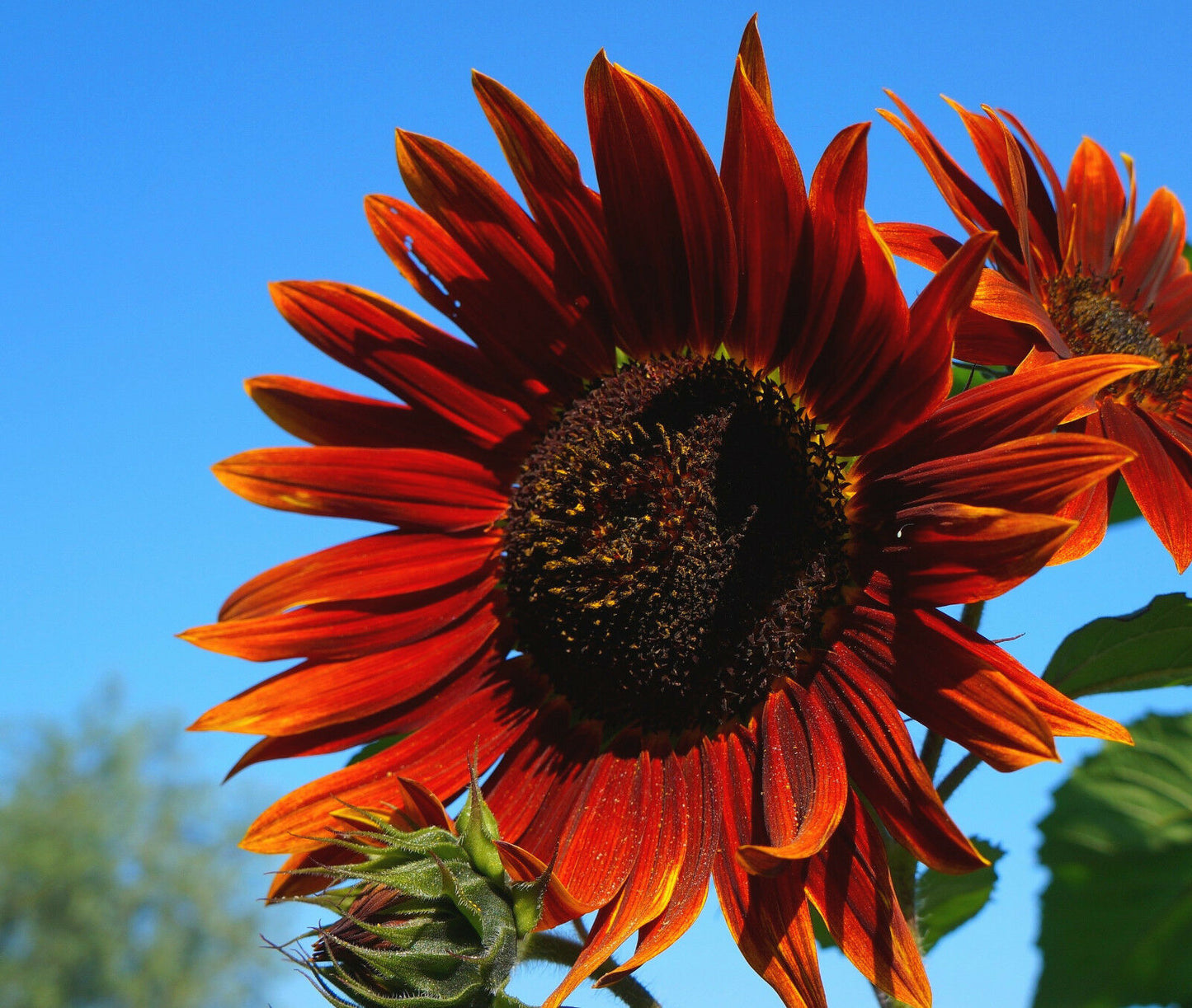 Rote Sonnenblume "Crimson Queen"