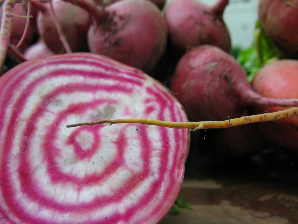 Rote Beete Chioggia