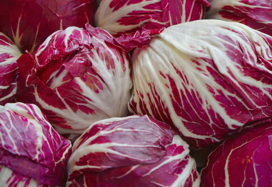 Roter Radicchio Rossa di Verona