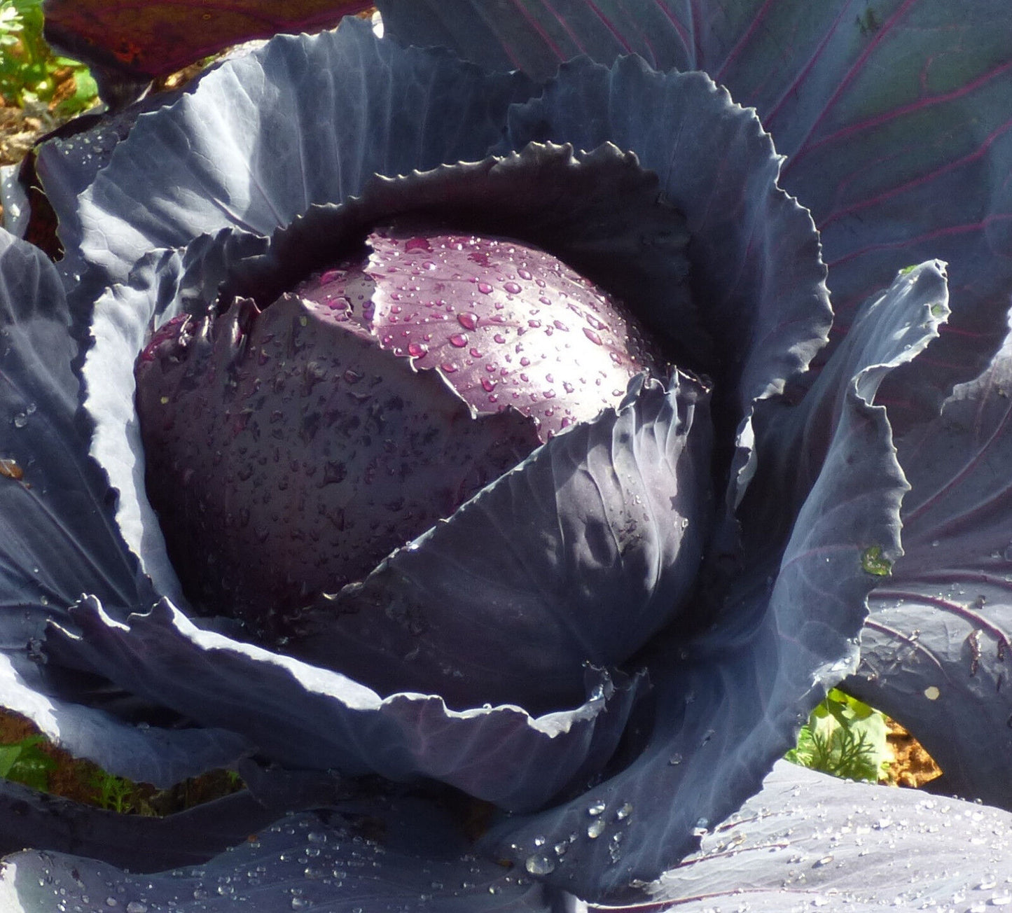 Rotkohl