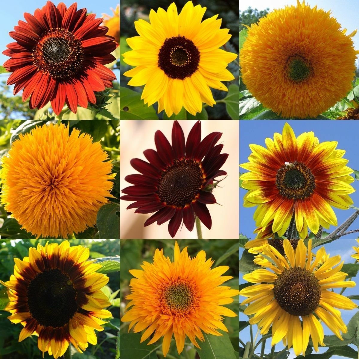 Sonnenblumen Mix